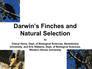 Darwin Finches modified
