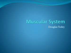 Muscle/Skeletal System - local.brookings.k12.sd.us