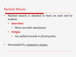 Muscle anatomy