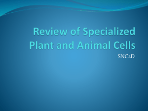 Review of Specialized Cells in Plants and Animal Cells