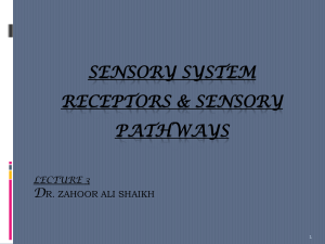SENSORY SYSTEM LECTURE 1 RECEPTORS