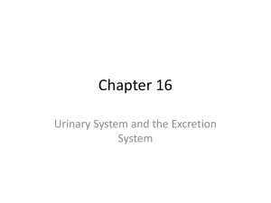 Chapter 16 - Biology12-Lum