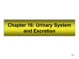 Chapter 16: Urinary System and Excretion