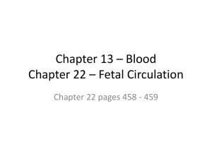 Chapter 13 * Blood Chapter 22 * Fetal Circulation - Biology12-Lum