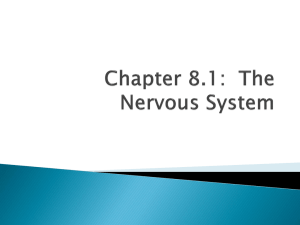 Chapter 8.1: The Nervous System