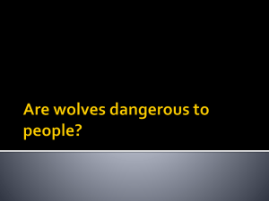 Are wolves dangerous to people?