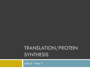 Translation/Protein Synthesis