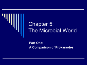 Chapter 5: The Microbial World