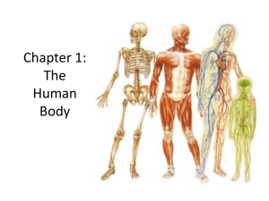 P 1_ Chapter 1_ The Human Body
