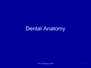Dental And Oral Anatomy