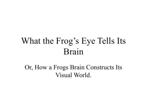 What the Frog's Eye Tells Its Brain