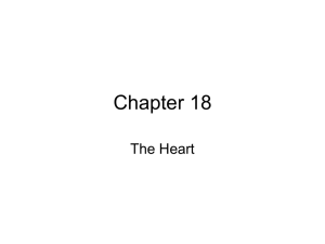 Chapter 18 Heart