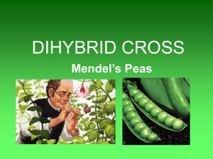 DIHYBRID CROSS