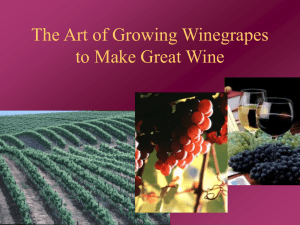 Growing Winegrapes Across America