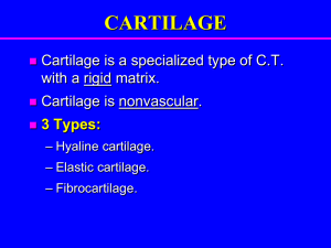 212-Cartilage & Bone..