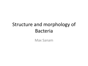 Structure of bacteria