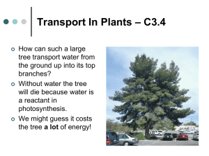 Transport In Plants