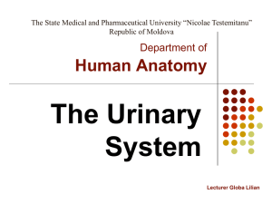 Human Anatomy The Urinary System