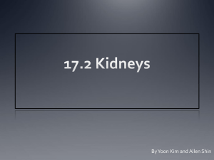 17.2 Kidneys - YISS-Anatomy2010-11