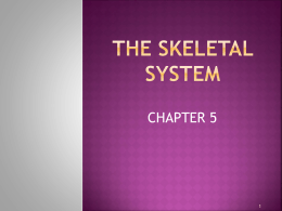 Creative Narrative Essay Station The Skeletal System Wor Obamfree Essay Example Obam Co How To Persuasive Essay also Sample Essays To Edit Writing Help For College Students Buy A Research Paper Online Narrative Essay Techniques