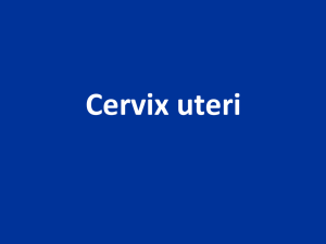 cervix uteri
