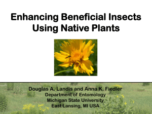 Enhancing Beneficial Insects Using Native Plants