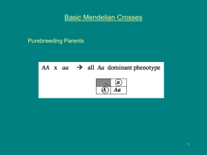 Basic Mendelian Crosses