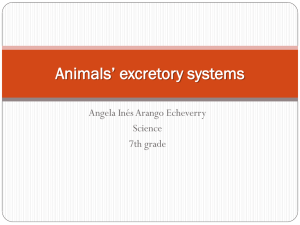 Animals* excretory systems