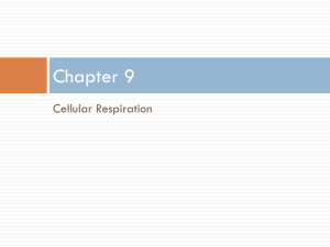 3 stages of Cellular Respiration in order