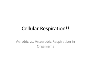 Cellular Respiration Lesson 1