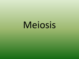 MEIOSIS I