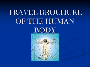 TRAVEL BROCHURE OF THE HUMAN BODY