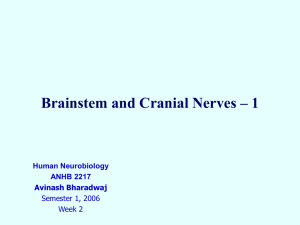Brainstem and Cranial Nerves