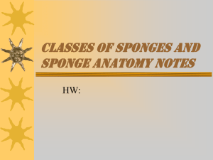 classes of sponges and sponge anatomy notes