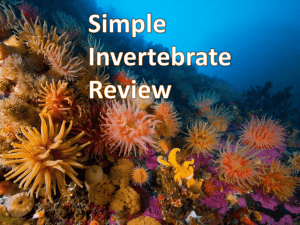 Simple Invertebrate Review