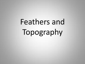Bird topography and feathers