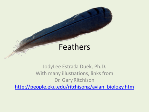 Feathers I: structure