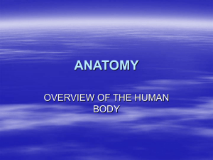 anatomy overview