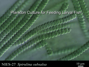 Plankton Culture for Feeding Larval Fish and Shellfish