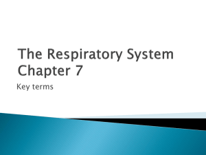 The Respiratory System Chapter 7