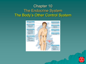 Chapter 10 The Endocrine System The Body's Other Control System