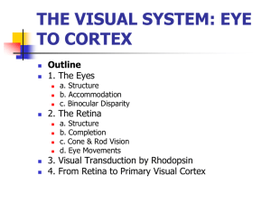 THE VISUAL SYSTEM: EYE TO CORTEX Outline