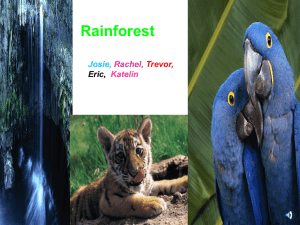 Rainforest - Lenski Wiki