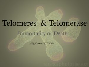 Telomeres - kenickbiochems12