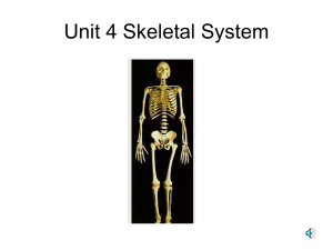 Lesson 3 Skeletal System
