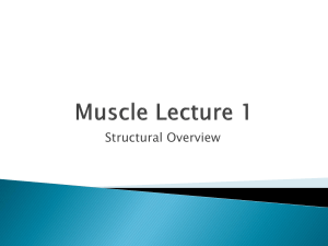 Muscle Lecture 1