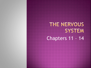 Functions of the Nervous system