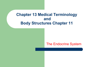 Ch 13 MT and Ch11 BS Endocrine System