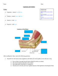 Ligament and tendon notes