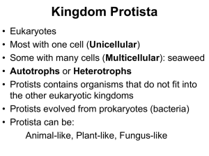 1. Animal-like Protista